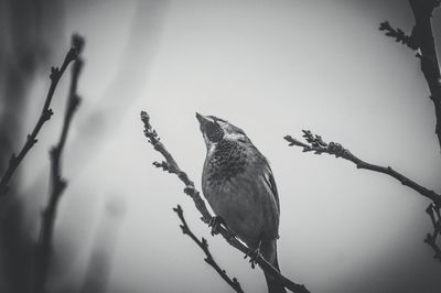 Close-up low angle view of branches