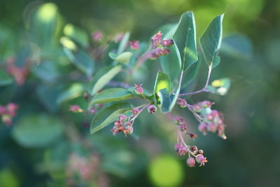 Close-up of purple flowering plant