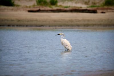 Gray heron on lake