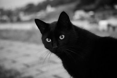 Close-up portrait of a cat