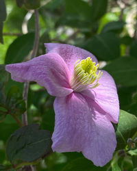 flowering plant