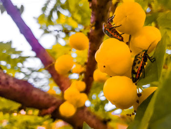 Close-up of fruits growing on tree