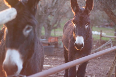 Horses in a field