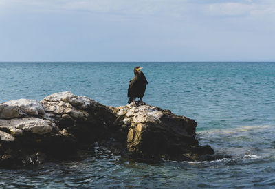 Rear view of man on rock by sea against sky