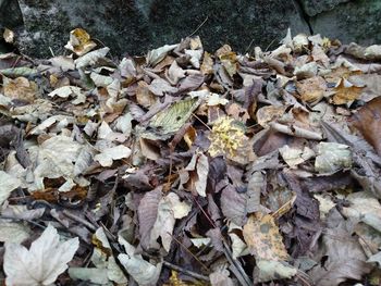 Close-up of dried leaves on ground