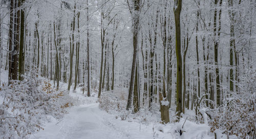 Snow covered land and trees in forest