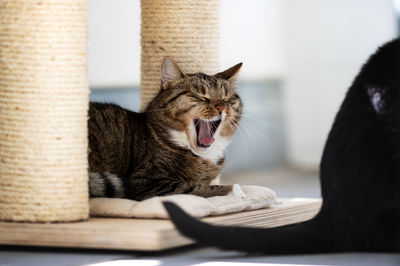 Close-up of a cat yawning