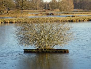 Scenic view of lake by trees against sky