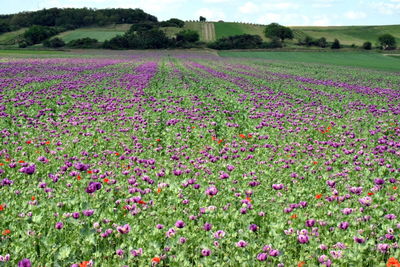 Purple flowering plants on field