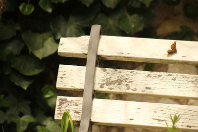 Close-up of lizard on wood