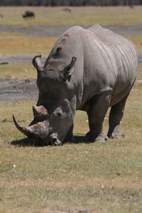 Rhino standing on landscape