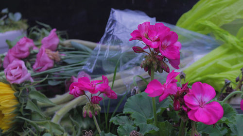 Close-up of pink flowers blooming outdoors