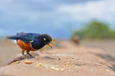 Close-up of bird perching on retaining wall