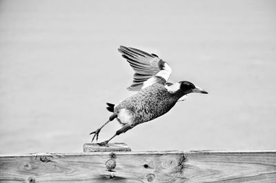 Birds perching on railing