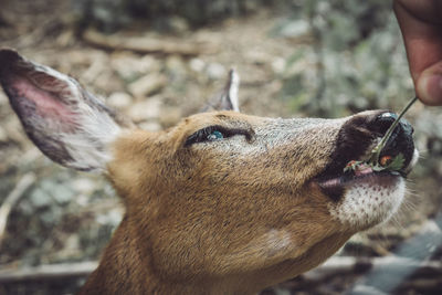 Close-up of a deer being caressed