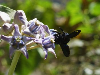 Close-up of insect on plant