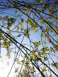 Low angle view of flowering tree against sky