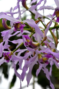 Close-up of purple flowers in bloom