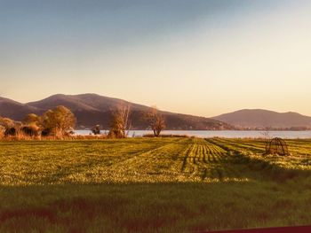 Scenic view of field against clear sky