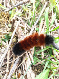 High angle view of insect on field