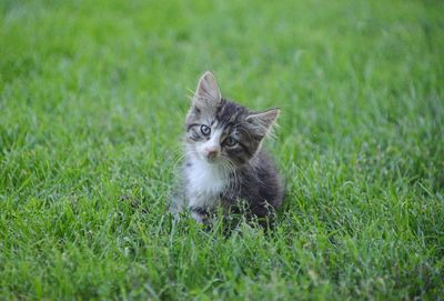 Portrait of kitten on field