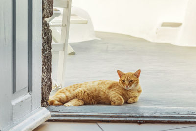 Santorini stray ginger cat