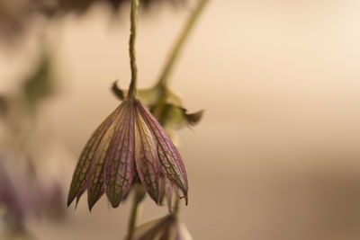 Close-up of wilted flower