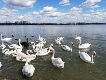 Swans and ducks in lake