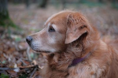 Close-up of dog looking away