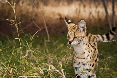 Cat looking away on field