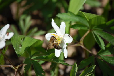 Close-up of bee on white flower