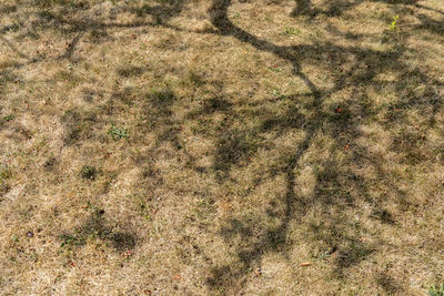 Full frame shot of plants on field