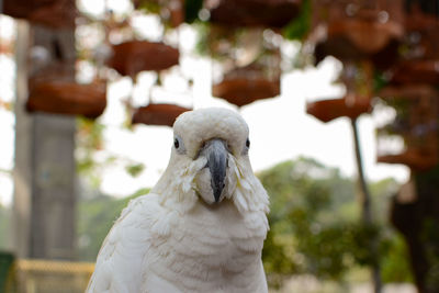 Close-up of parrot perching outdoors