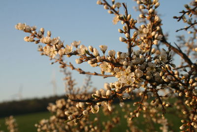 Close-up of flowers on branch