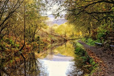 River amidst trees in forest