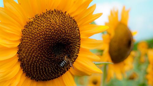 Close-up of bee on sunflower