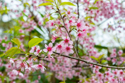 Close-up of pink cherry blossoms in spring