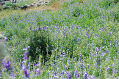 Close-up of plants