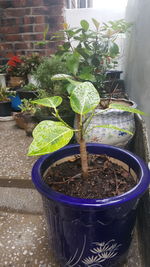 Close-up of potted plant