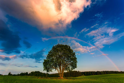 Trees on field against sky during sunset