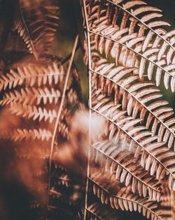 Close-up of fern leaves on field