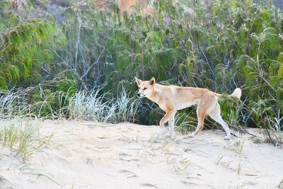 Side view of a dog on field