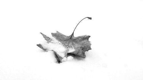 Close-up of dry flowers against white background