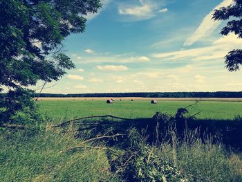 Sheep grazing on field against sky