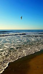 Bird flying over sea against clear sky