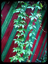 Close-up of leaves