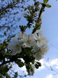 Close-up of apple blossoms in spring