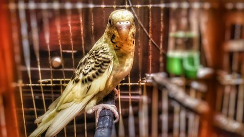 Close-up of parrot in cage