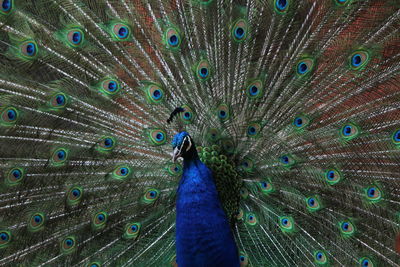 Close-up portrait of peacock