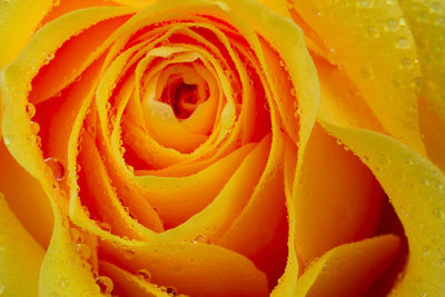 Full frame shot of orange rose